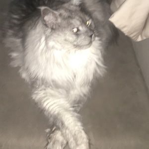 Meet your Posher, Sean